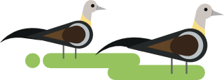 Pune Pheasant Tailed Jacana