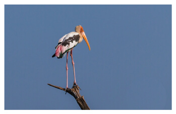 Painted-Stork